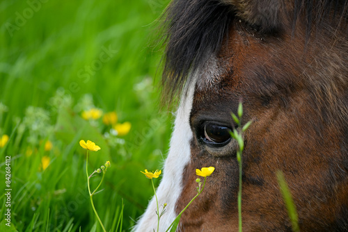 Obraz na plátně Close-up of a welsh pony in a field of buttercups.