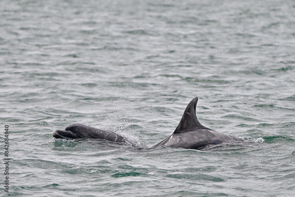 Naklejka premium Bottlenose dolphins surfacing in the Atlantic ocean