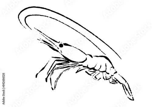甘エビの線画イラスト（ホッコクアカエビ）