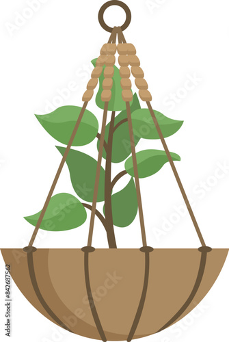 Small tree growing in a hanging pot suspended from the ceiling by a macrame plant hanger