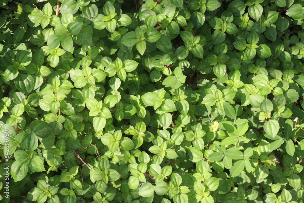 dissotis rotundifolia plant on nursery dissotis rotundifolia plant on nursery