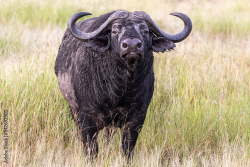Tanzania - Serengeti National Park - African buffalo (Syncerus caffer) photo