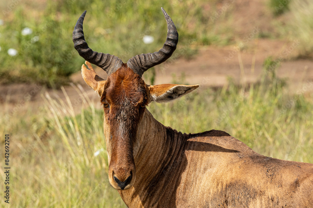 Tanzania - Serengeti National Park - Coke's hartebeest (Alcelaphus buselaphus cokii) Tanzania - Serengeti National Park - Coke's hartebeest (Alcelaphus buselaphus cokii)