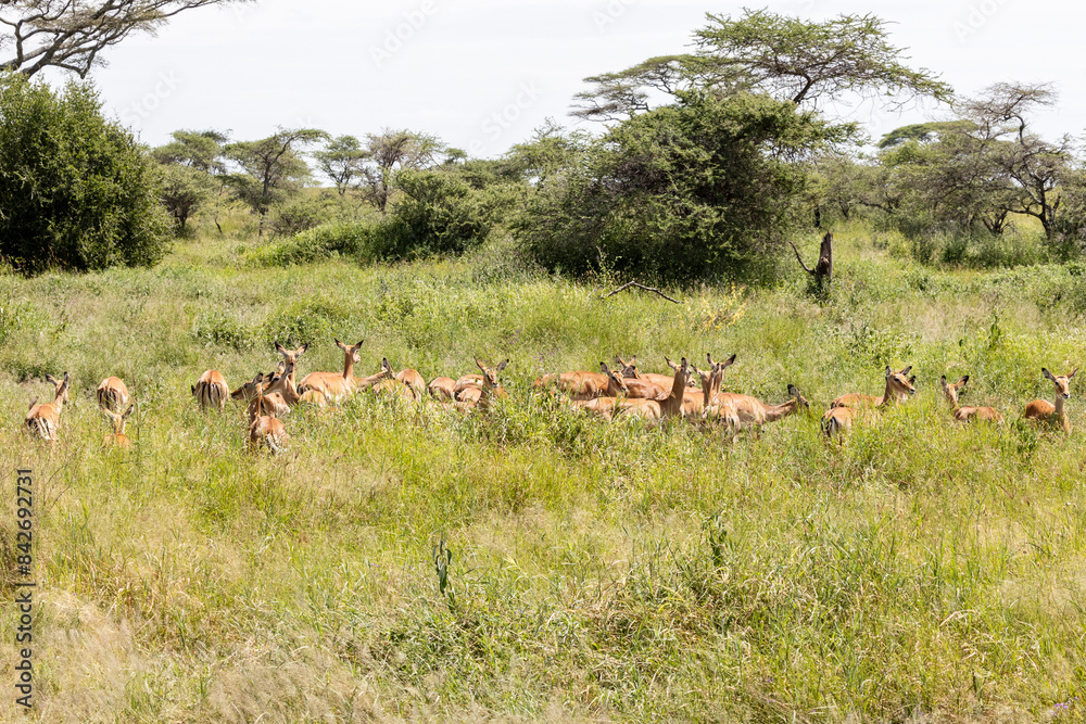 Fototapeta premium Tanzania - Tarangire National Park - impala herd (Aepyceros melampus)