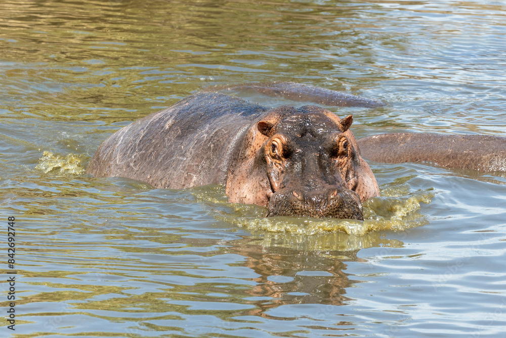 Tanzania - Serengeti National Park - Hippopotamus (Hippopotamus amphibius) Tanzania - Serengeti National Park - Hippopotamus (Hippopotamus amphibius)