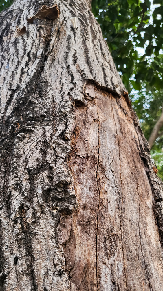 Closeup view surface texture of tree stem Closeup view surface texture of tree stem