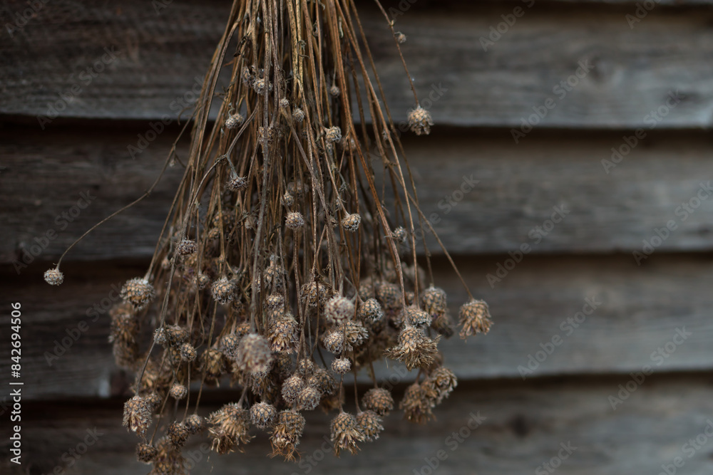 Naklejka premium dried thistles in country house