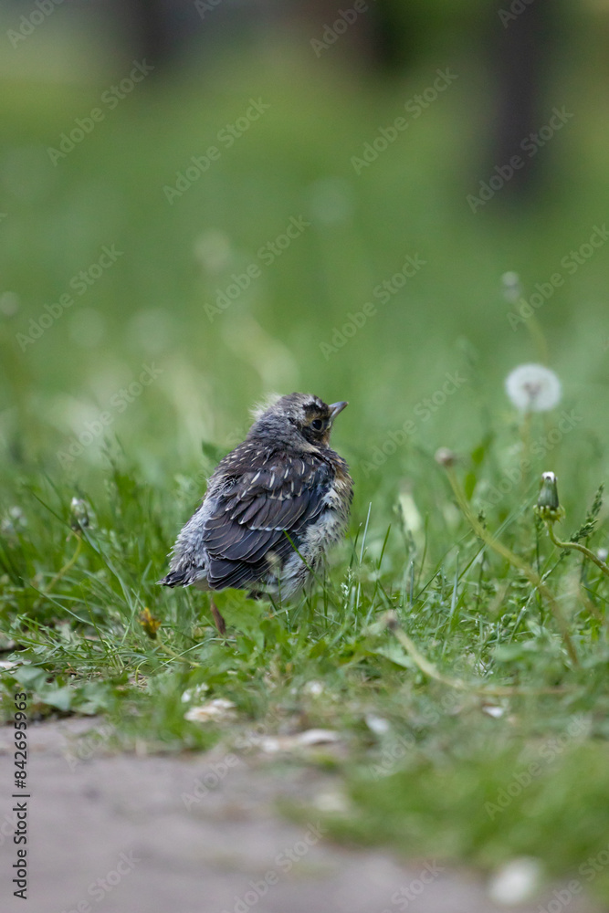 Thrush small chick with down on its head and yellow beak in the grass