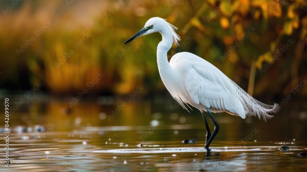 Naklejka premium Egret 