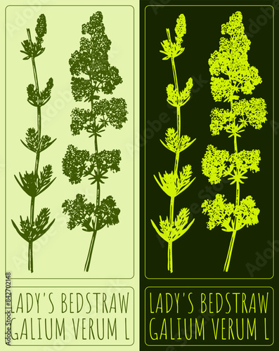 Vector drawing LADY'S BEDSTRAW. Hand drawn illustration. The Latin name is GALIUM VERUM L