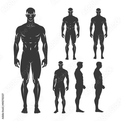 Anatomical Mannequin: Vector Silhouettes of Muscular Male Formations, Front and Side Views.