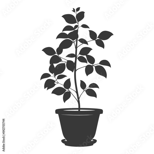 silhouette ornamental plants in pot full body black color only