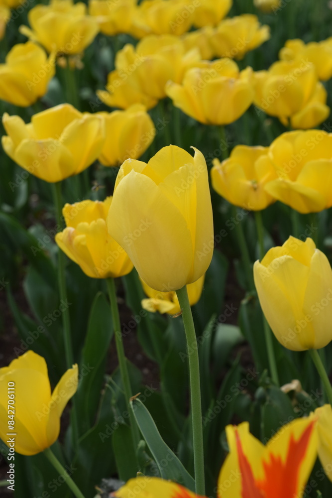 A vibrant tulip field displays blooming brightness in a spring symphony A vibrant tulip field displays blooming brightness in a spring symphony