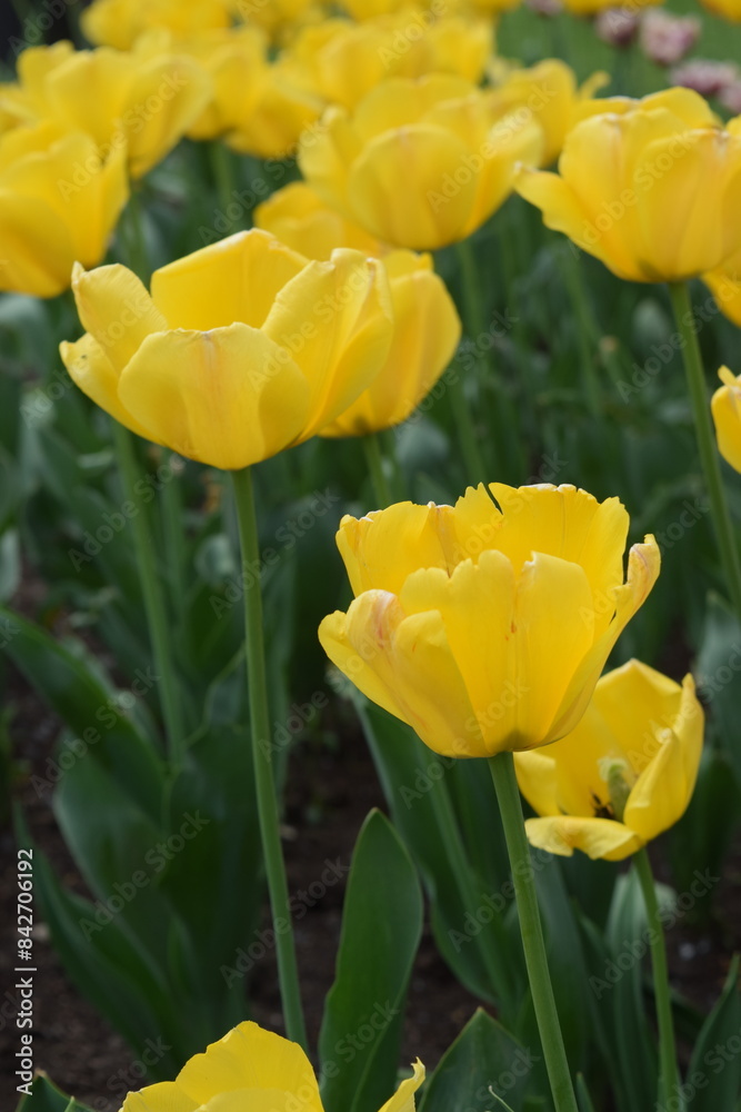A vibrant tulip field displays blooming brightness in a spring symphony A vibrant tulip field displays blooming brightness in a spring symphony