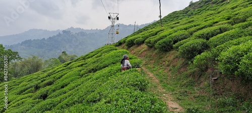 Tea estate view, Darjeeling, West Bengal, India