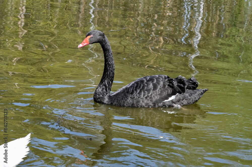 Obraz premium Beautiful swans in the pond of Kharkov park.