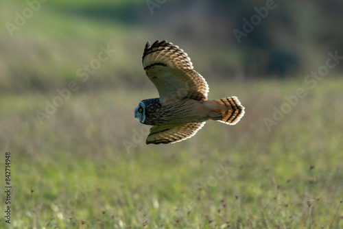 Hibou des marais, Hibou brachyote, Asio flammeus, Short eared Owl, region Pays de Loire; marais Breton; 85, Vendée, Loire Atlantique, France photo