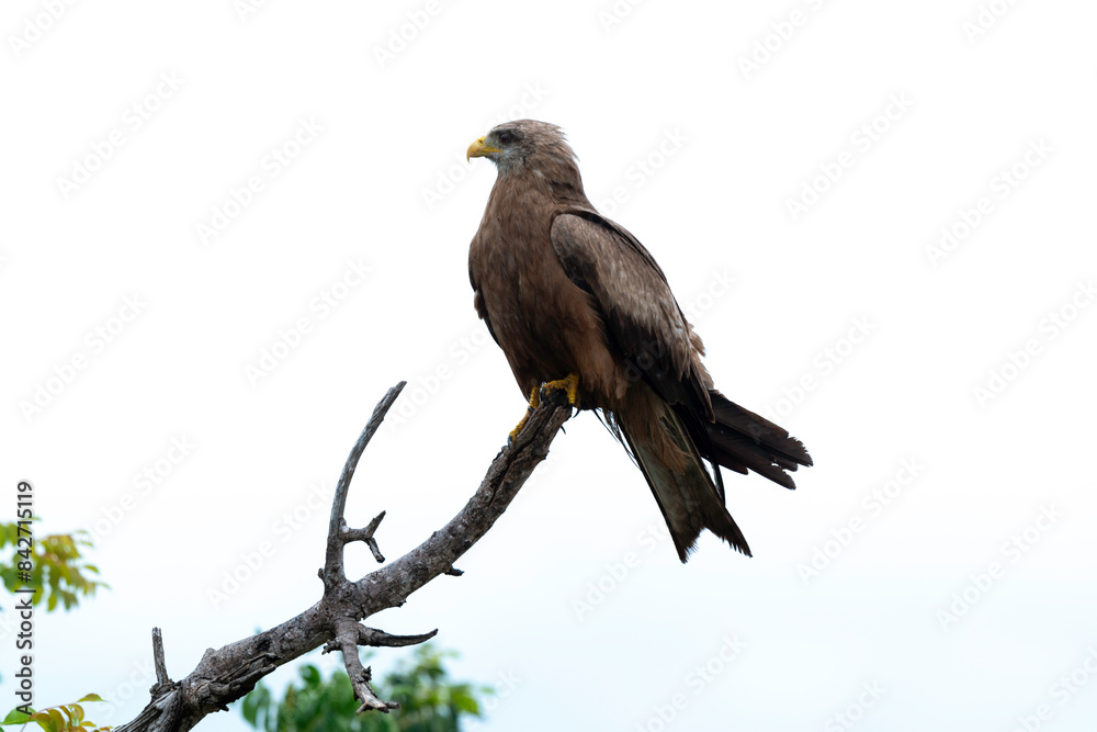 Milan noir, .Milvus migrans, Black Kite Milan noir, .Milvus migrans, Black Kite