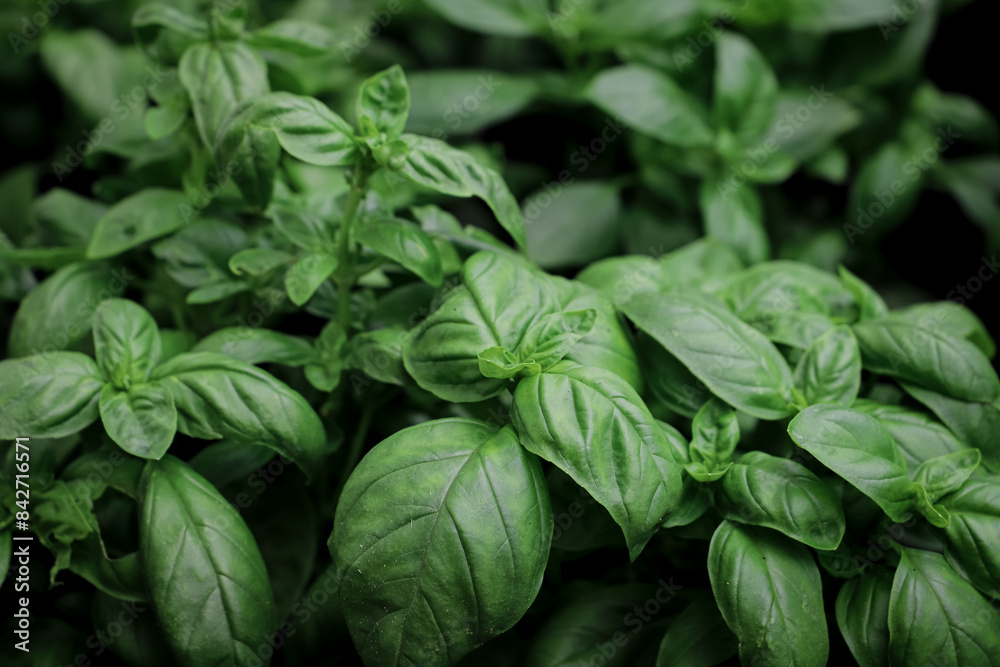 close up of basil seedlings - aromatic plants close up of basil seedlings - aromatic plants