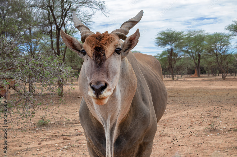 Common eland or Eland antelope, bull on the savannah of the Etosha national park, Namibia Common eland or Eland antelope, bull on the savannah of the Etosha national park, Namibia