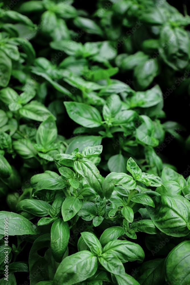 close up of basil seedlings - aromatic plants close up of basil seedlings - aromatic plants