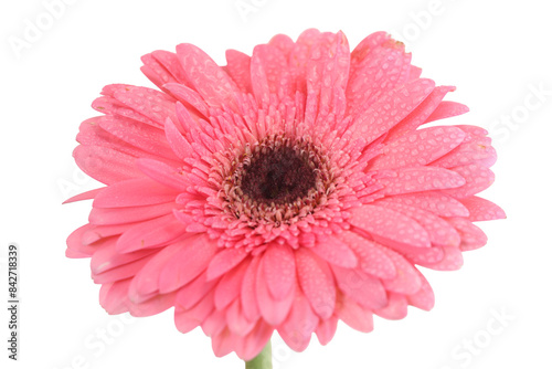Pink Gerbera Flower Die Cut