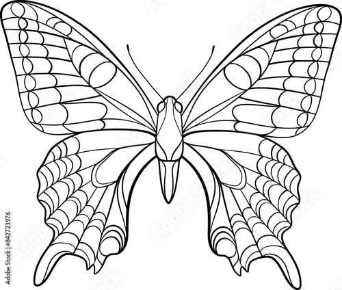 butterfly, outline vector illustration of Lepidoptera
