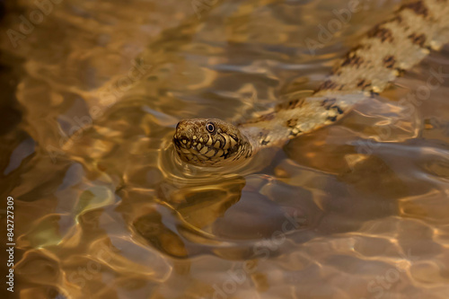 serpiente de rio