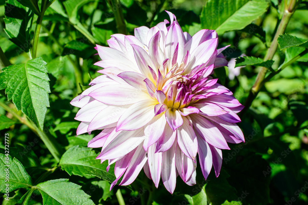 One beautiful large white dahlia flower in full bloom on blurred green background, photographed with soft focus in a garden in a sunny summer day. One beautiful large white dahlia flower in full bloom on blurred green background, photographed with soft focus in a garden in a sunny summer day.