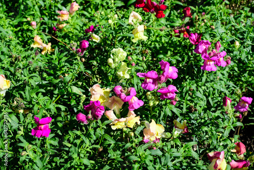 Many vivid yellow and pink dragon flowers or snapdragons or Antirrhinum in a sunny spring garden  beautiful outdoor floral background photographed with soft focus