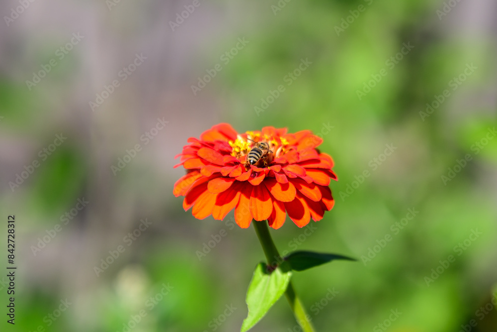 Close up of one beautiful large red zinnia flower in full bloom on blurred green background, photographed with soft focus in a garden in a sunny summer day. Close up of one beautiful large red zinnia flower in full bloom on blurred green background, photographed with soft focus in a garden in a sunny summer day.