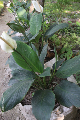 Spathiphyllum kochii flower plant on nursery photo