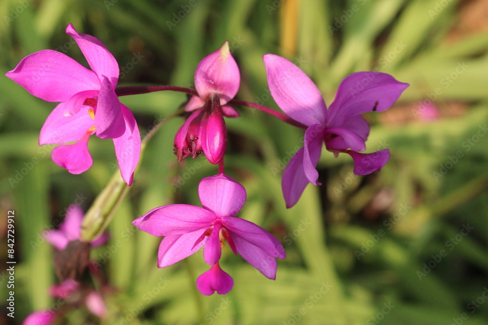 Spathoglottis plicata flower plant on nursery Spathoglottis plicata flower plant on nursery