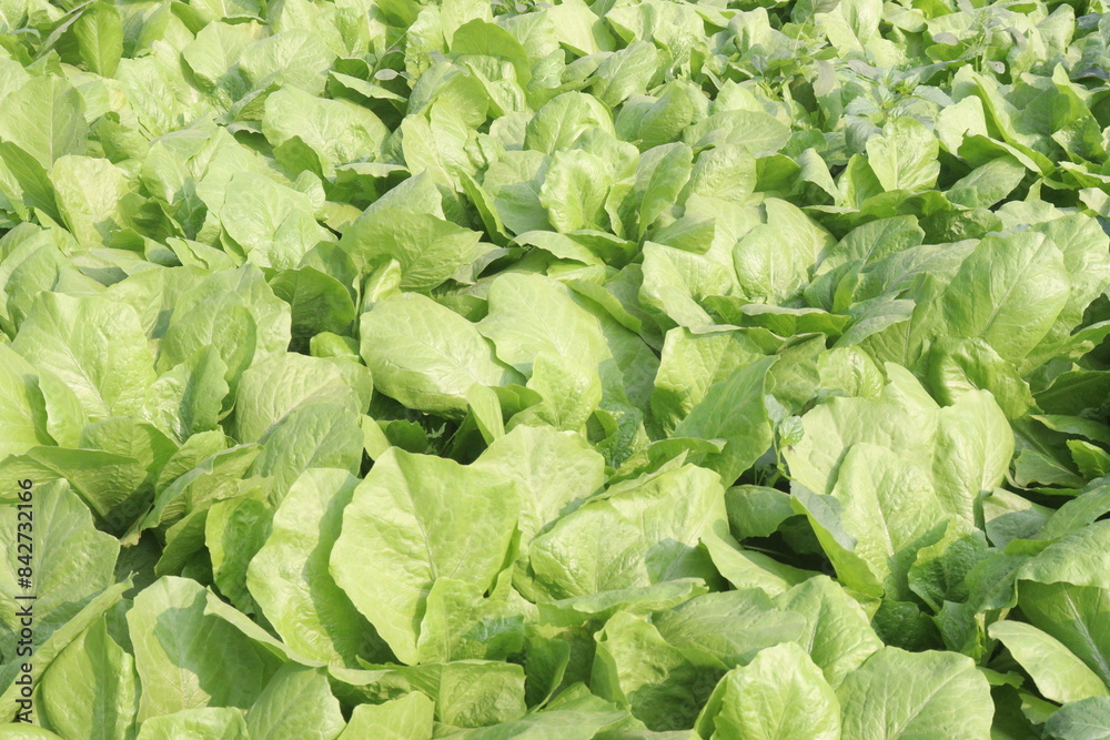 Spinacia oleracea on farm for harvest