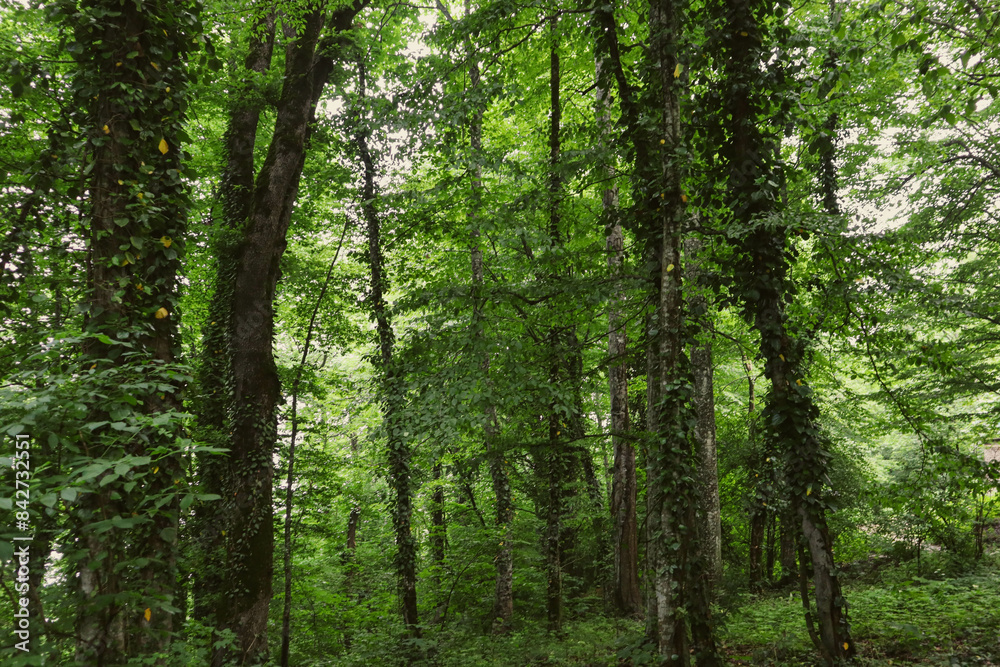 Summer forest. Hiking in the mountains, green forest. Summer forest. Hiking in the mountains, green forest.