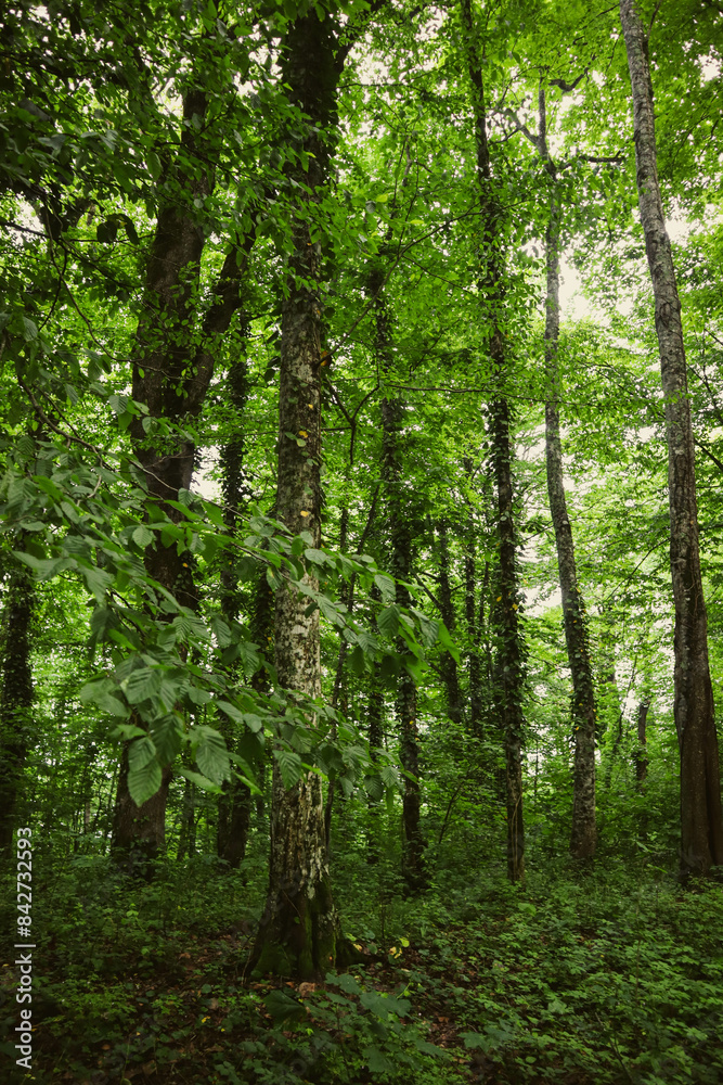 Summer forest. Hiking in the mountains, green forest.