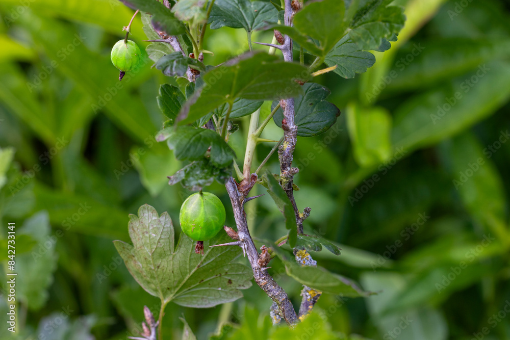 grüne Stachelbeere im Garten