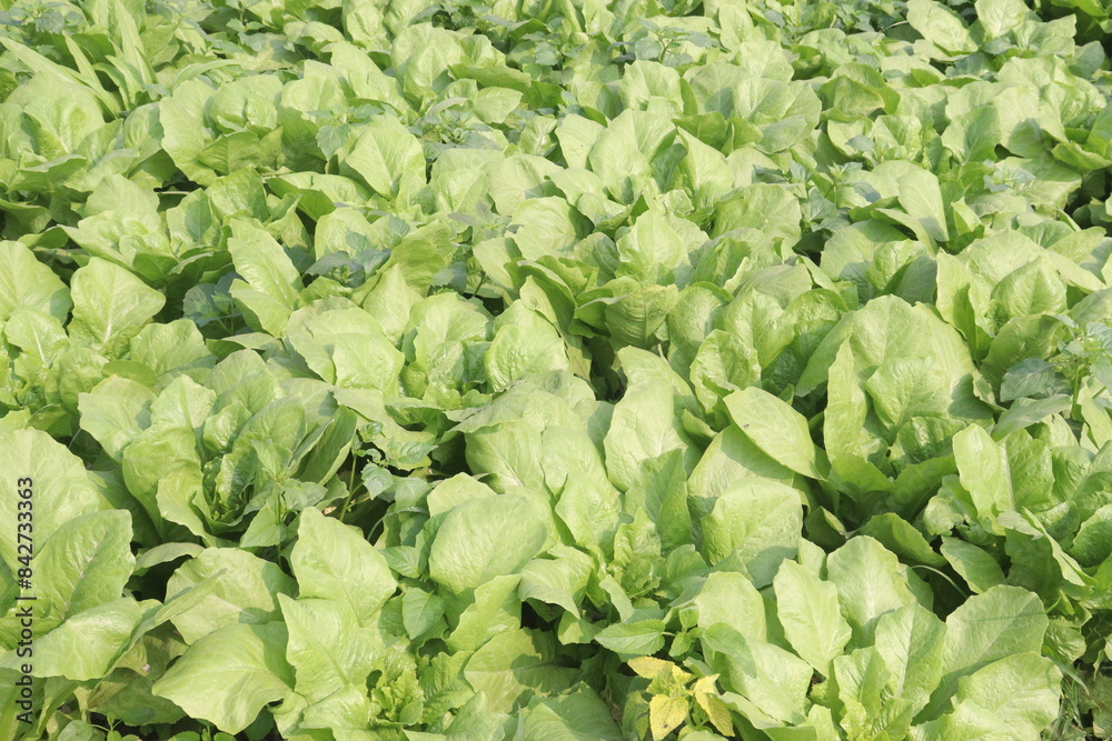 Spinacia oleracea on farm for harvest Spinacia oleracea on farm for harvest