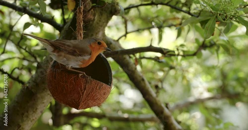 4K video clip of robin eating seeds, feeding from a coconut shell bird feeder in a British garden during summer. Slow motion 4K clip