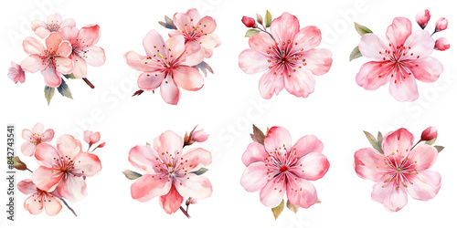 Fototapeta Naklejka Na Ścianę i Meble -  An illustration of eight pink cherry blossoms rendered in watercolor. The blossoms are arranged in a symmetrical pattern on a white background