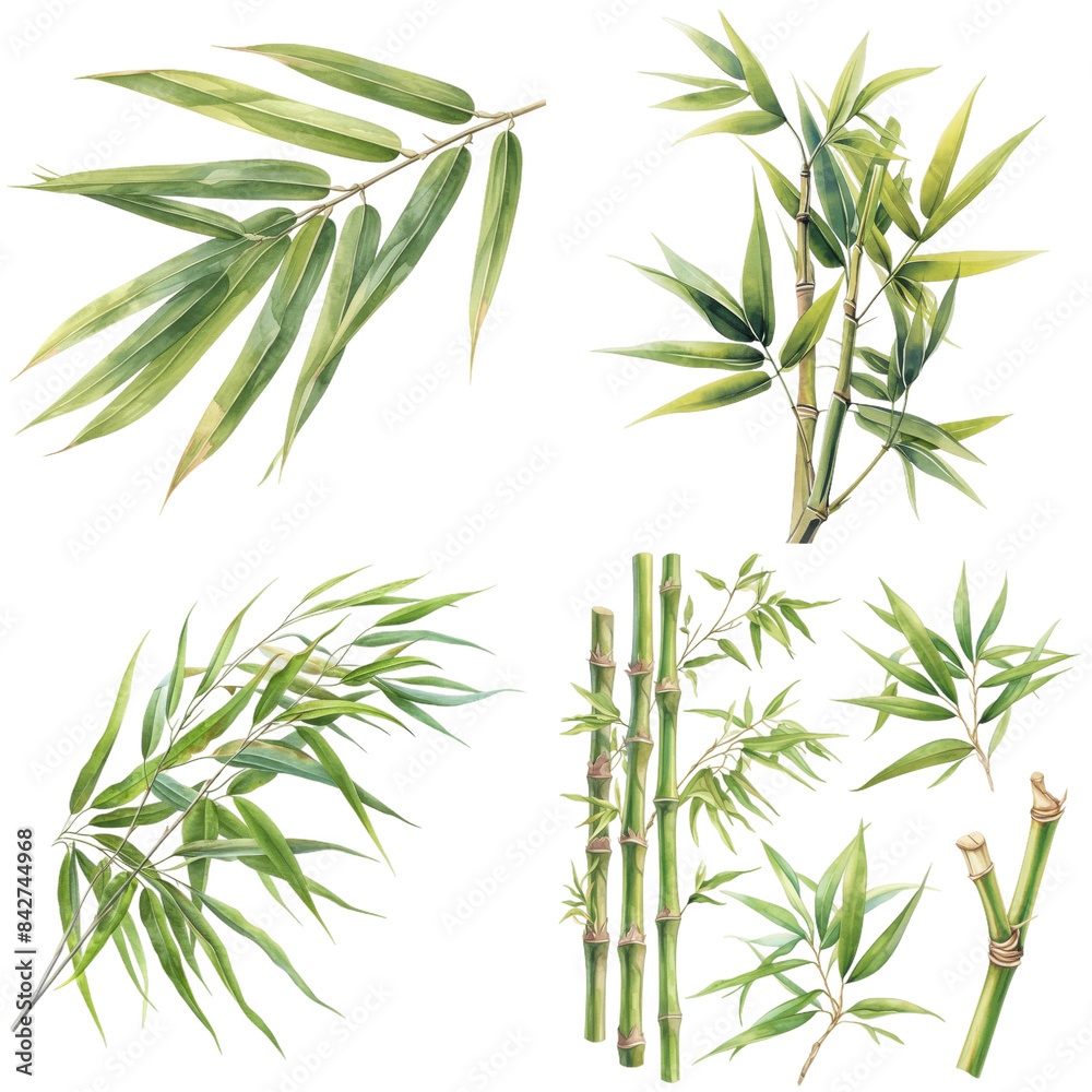 A collection of watercolor illustrations of bamboo leaves and stalks, featuring various shapes and sizes, all depicted on a white background A collection of watercolor illustrations of bamboo leaves and stalks, featuring various shapes and sizes, all depicted on a white background