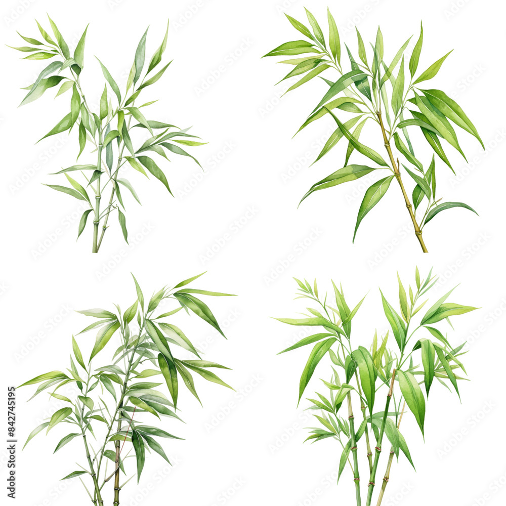 A collection of watercolor illustrations of bamboo leaves and stalks, featuring various shapes and sizes, all depicted on a white background A collection of watercolor illustrations of bamboo leaves and stalks, featuring various shapes and sizes, all depicted on a white background