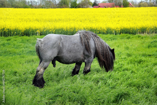Fotografie Heavy work horse grazing on a green meadow