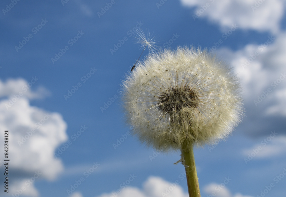 A dandelion flower, Sainte-Apolline, Québec, Canada A dandelion flower, Sainte-Apolline, Québec, Canada