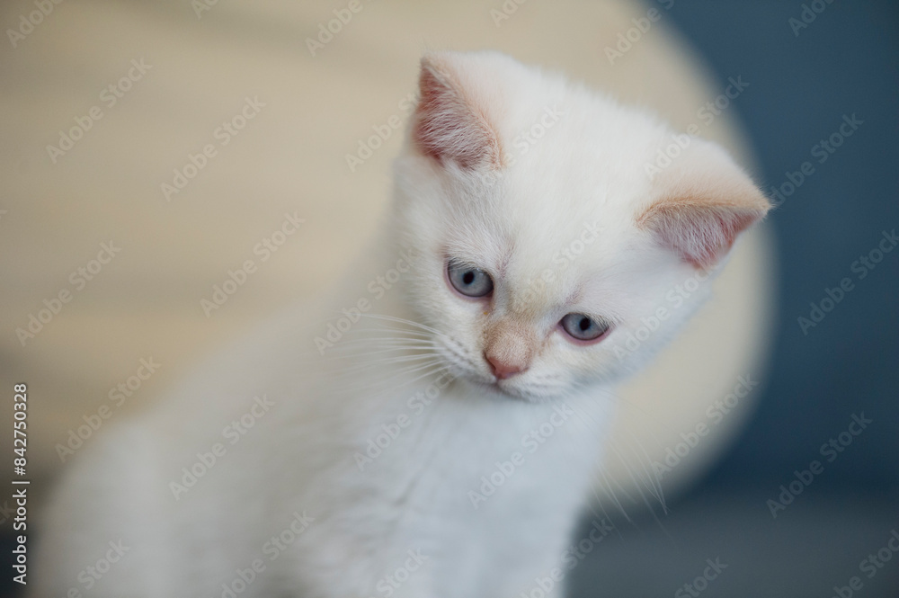 Neugieriges Britisch Kurzhaar Colorpoint Kitten Neugieriges Britisch Kurzhaar Colorpoint Kitten