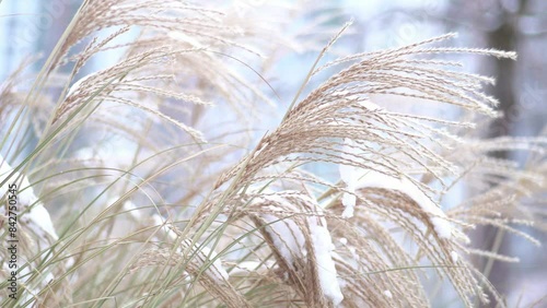 Miscanthus under the snow in winter. Garden plant. The panicle flower sways in the wind. photo