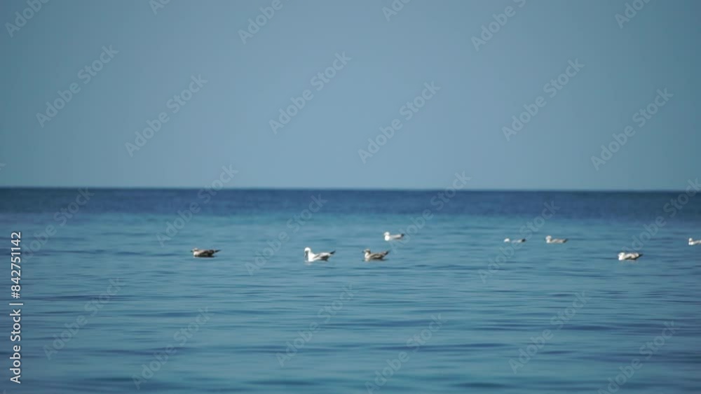 A flock of seagulls float on calm water surface. Warm sunset sky over the ocean. Silhouettes of seagulls peacefully swim in slow motion with the sea in the background at sunrise. Nobody. Slow motion A flock of seagulls float on calm water surface. Warm sunset sky over the ocean. Silhouettes of seagulls peacefully swim in slow motion with the sea in the background at sunrise. Nobody. Slow motion
