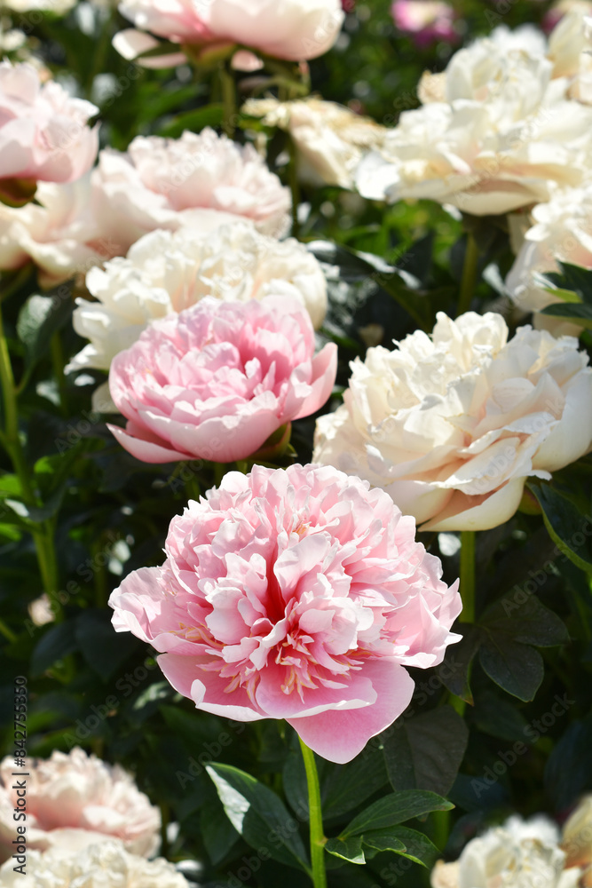 Beautiful light pink color peonies in the garden Beautiful light pink color peonies in the garden
