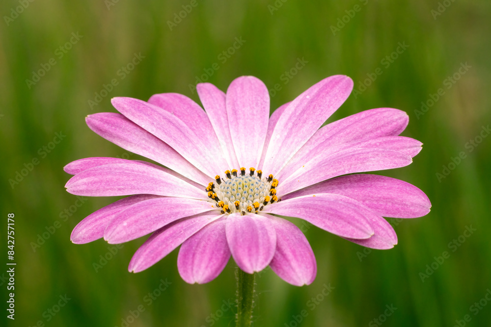 Pink africain daisy on a green blurred background Pink africain daisy on a green blurred background