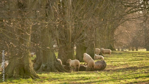 4K video clip sheep and baby lambs grazing in a field with trees on a farm at sunset or sunrise